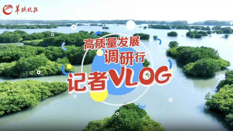 高质量发展调研行vlog｜美！“海洋绿肺”“湛”放生态魅力