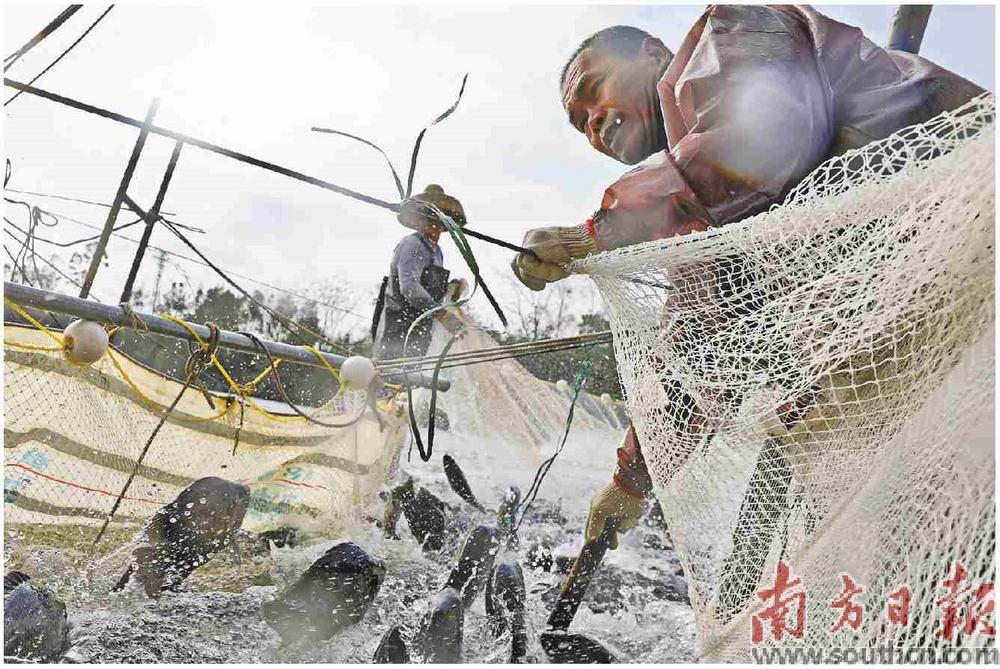 广东省茂名高州市一养殖公司鱼塘中,工人们正在捕鱼。南方日报记者 张令 石磊 王俊涛 摄
