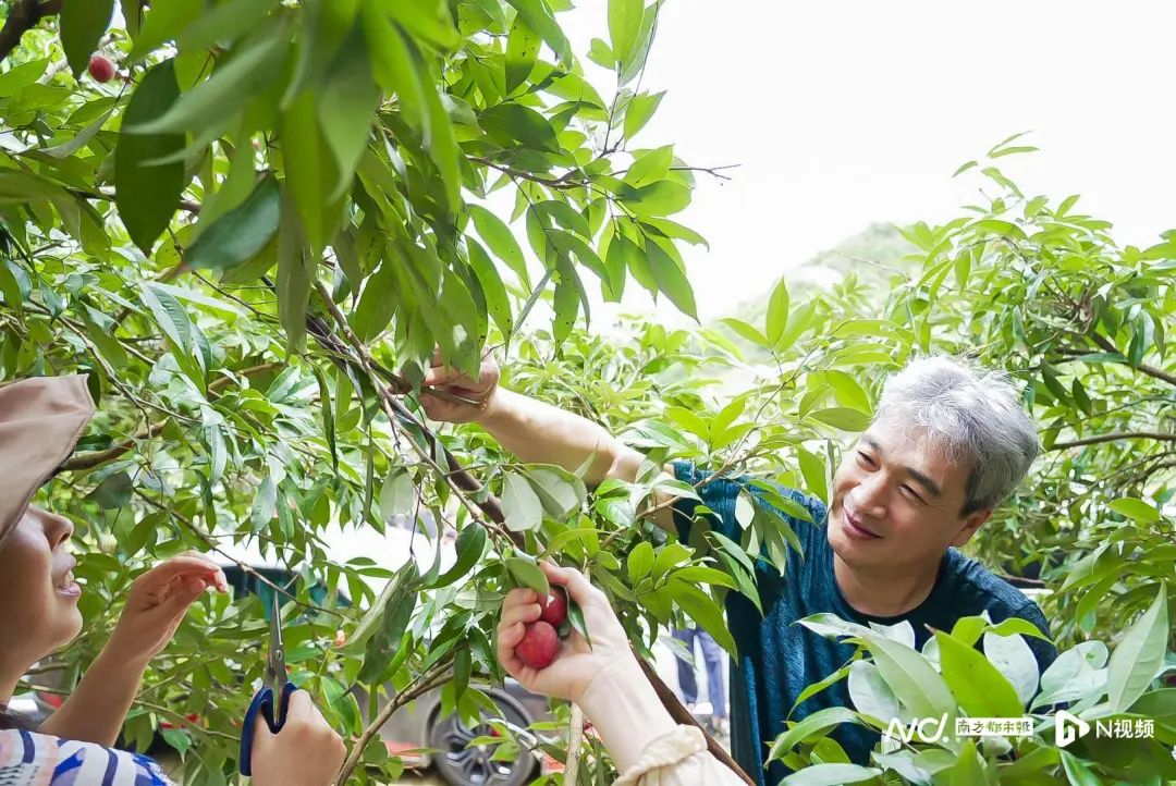 荔枝采摘。