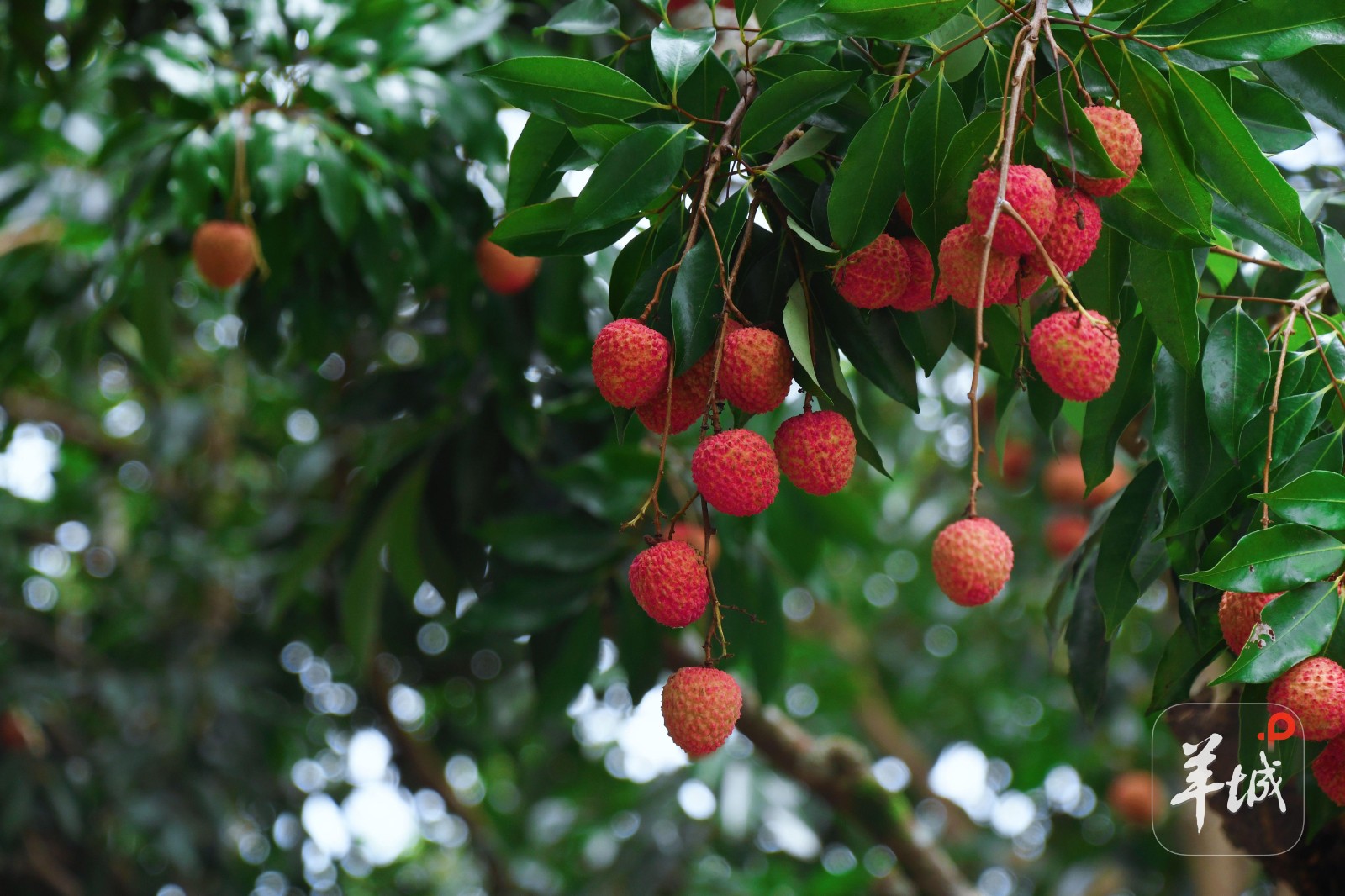 汤塘荔枝 梁辉森 摄