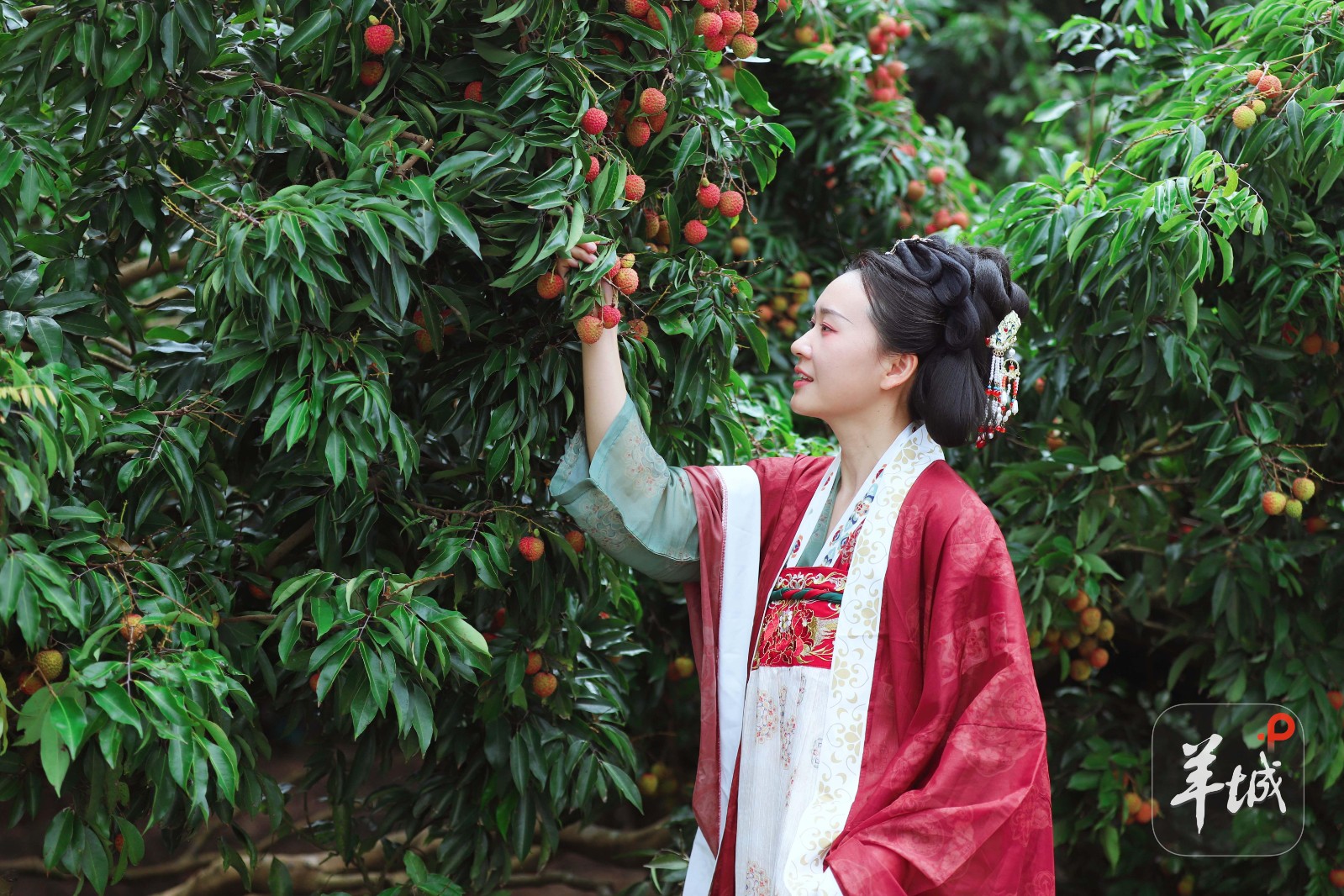 游客身着汉服采摘汤塘荔枝 黄超贤 摄