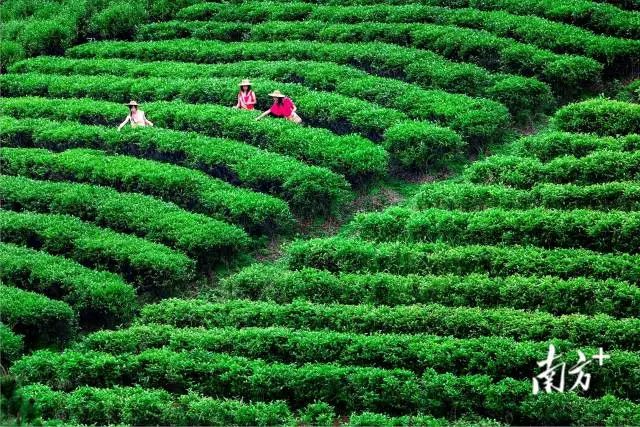 鹤山双合采茶忙。鹤山市委宣传部供图