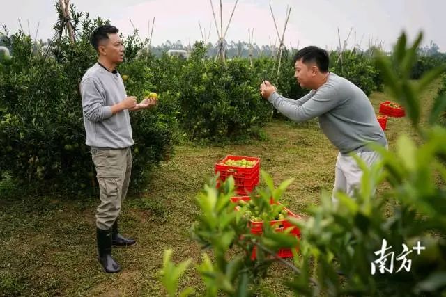 在新会柑园里直播的新农人。受访者供图