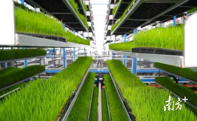 “广东第一田”里的智能化“育秧工厂”。 南方+ 杨兴乐 拍摄