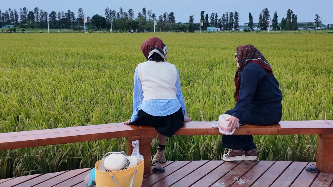 *游客沉浸于沙溪千亩稻田的风光之中